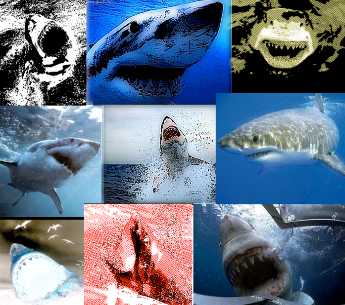 shark wallpaper. Shark wallpaper 2 Image