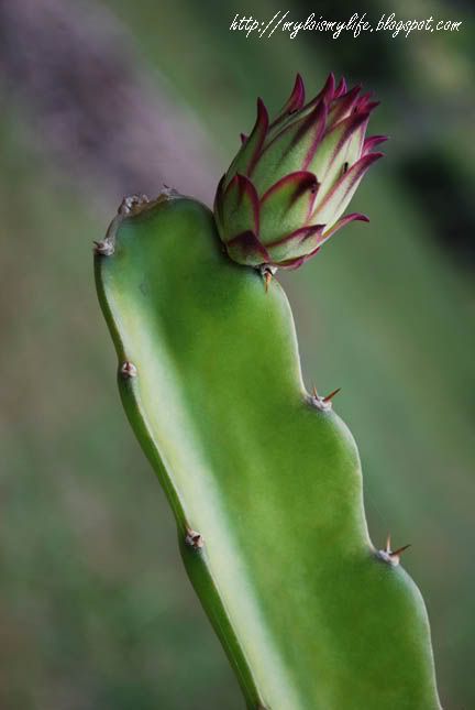 A dragon fruit growing on the stem of the plant.