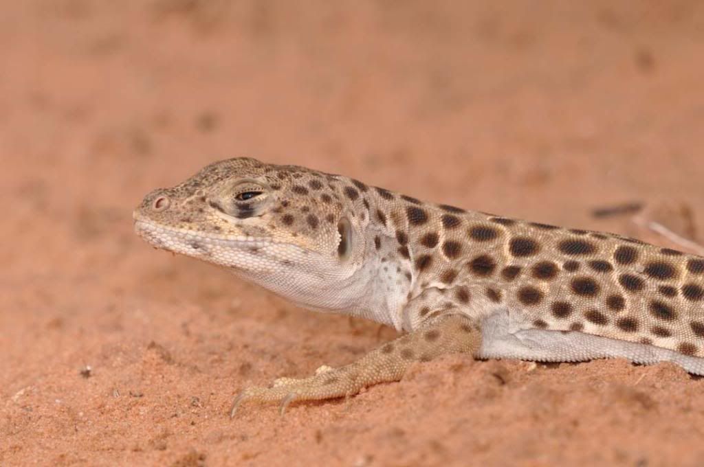 Small-spottedleopardlizard.jpg