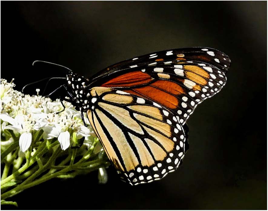 Monarch1-web_zpsd9cec334.jpg