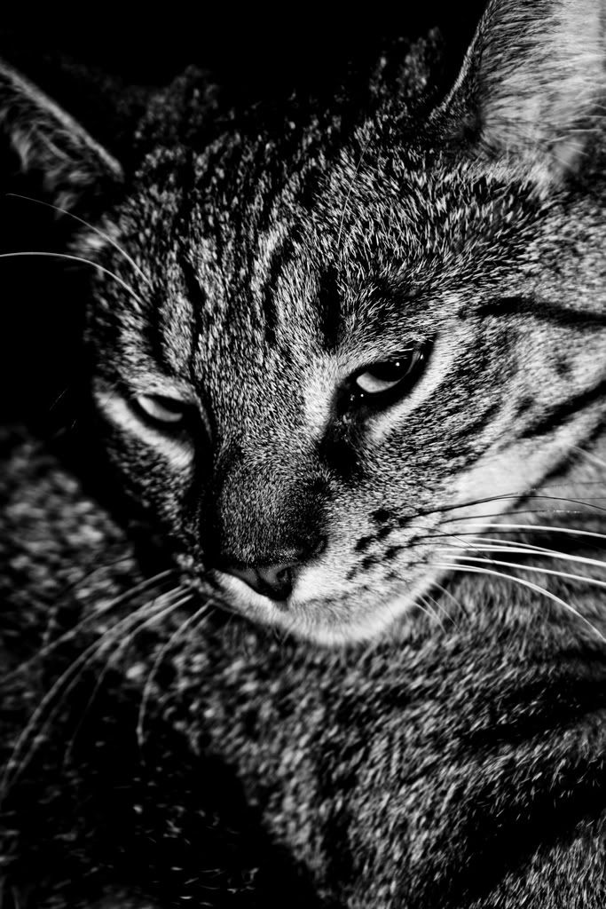 IMAGE: http://i263.photobucket.com/albums/ii149/ZeroOne612/IMG_03312.jpg