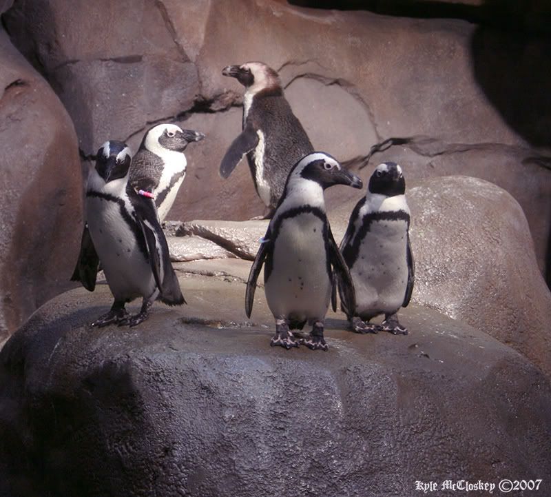 IMAGE: http://i263.photobucket.com/albums/ii149/ZeroOne612/penguins.jpg