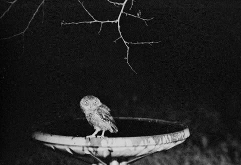 owl-on-bath.jpg