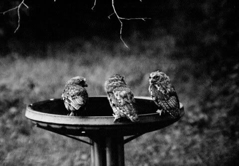 owls-on-bath.jpg