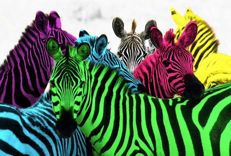 quotes about zebras