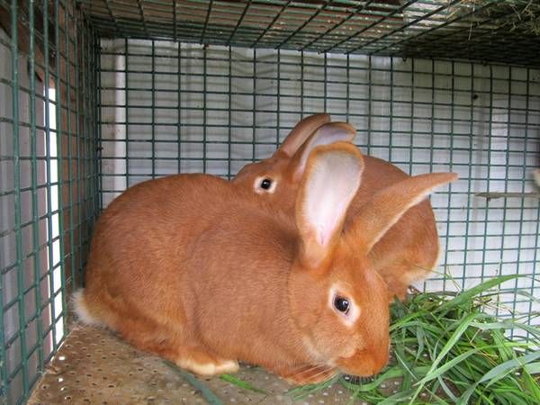 New Zealand Reds photo newzealandreds_zpsa78b4dd7.jpg