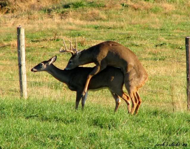 [Image: WhitetailDeerMating2-Copy.jpg]