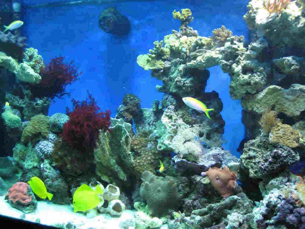 Aquascaping using Acrylic rods Reef Central Online Community