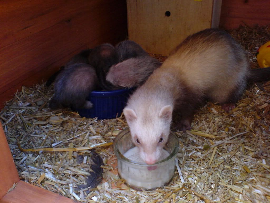 Sandy Ferret