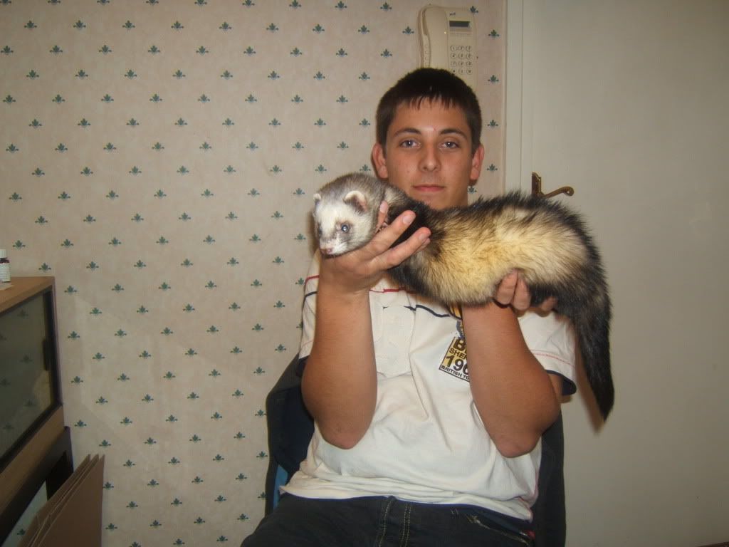 Ferret Hob