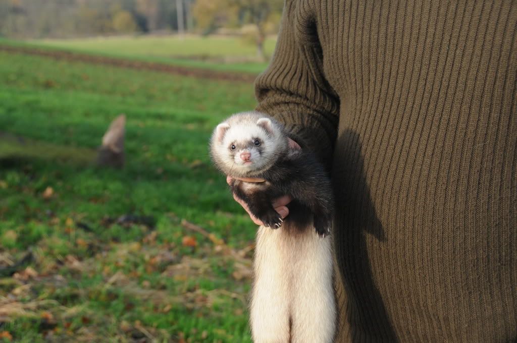 albino polecat