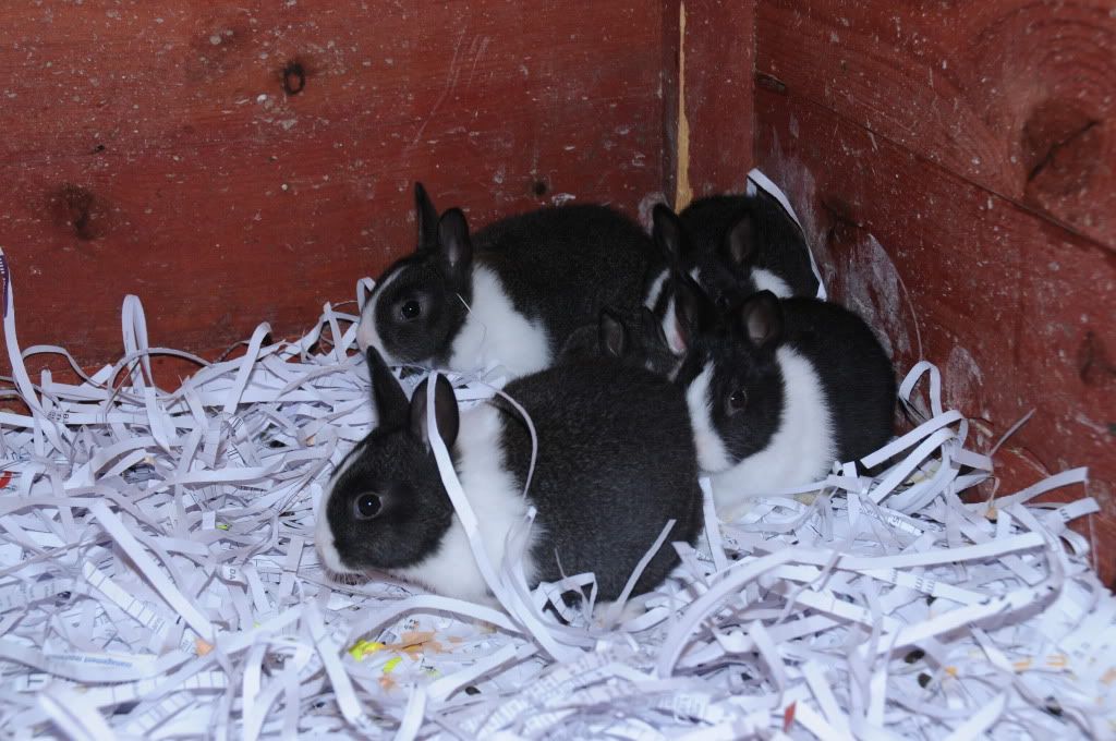 black and white rabbits for sale. I have 7 dutch 1 Black and