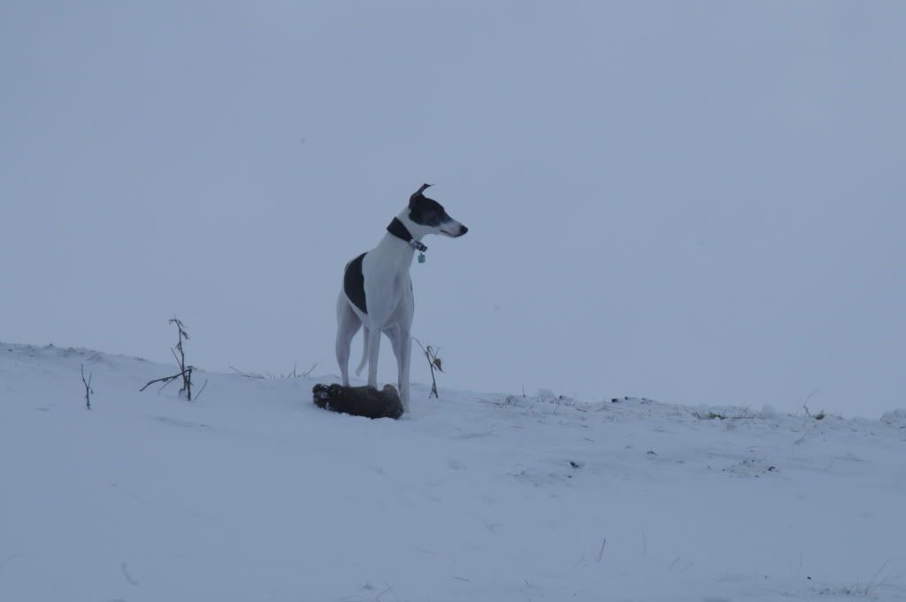 DSC_7276.jpg