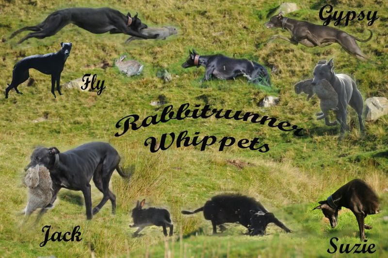 RabbitrunnerWhippets.jpg