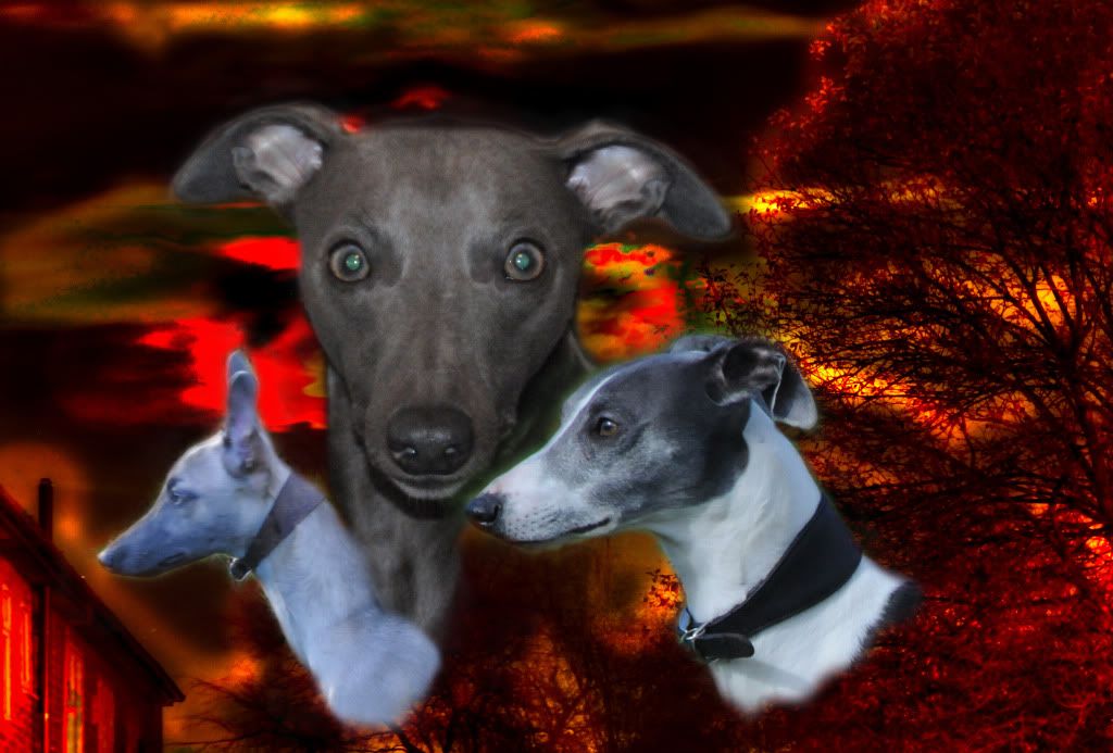 whippets.jpg