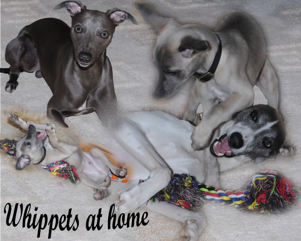 whippetsathome.jpg