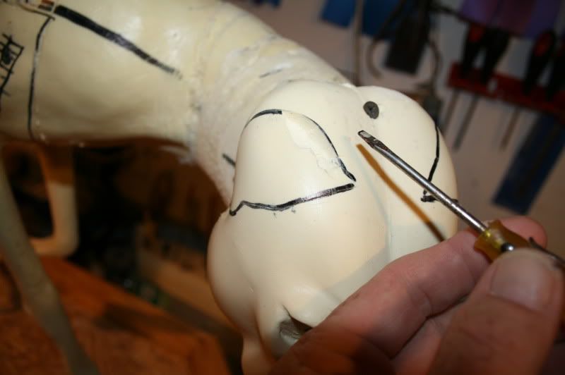 Small mammal ear attachment to the Forum and