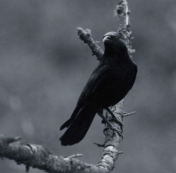 Animal Crow