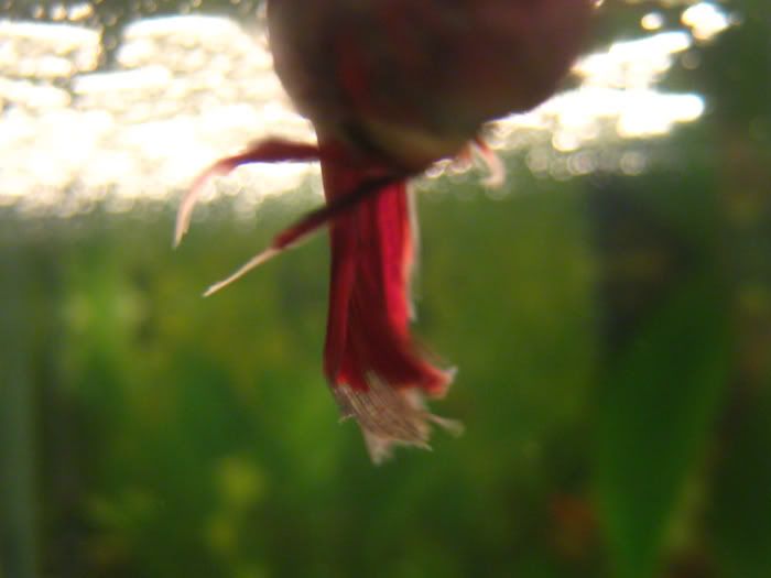 Male Betta fish might have fin betta fin rot. Male Betta fish might have fin