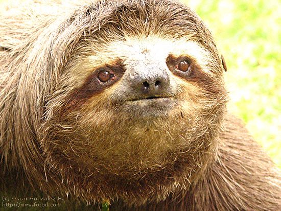 image: sloth