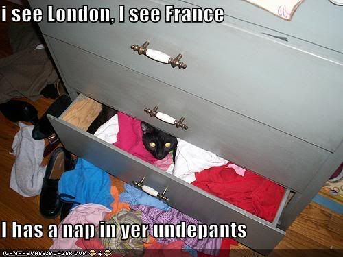 funny-pictures-cat-naps-underpants.jpg