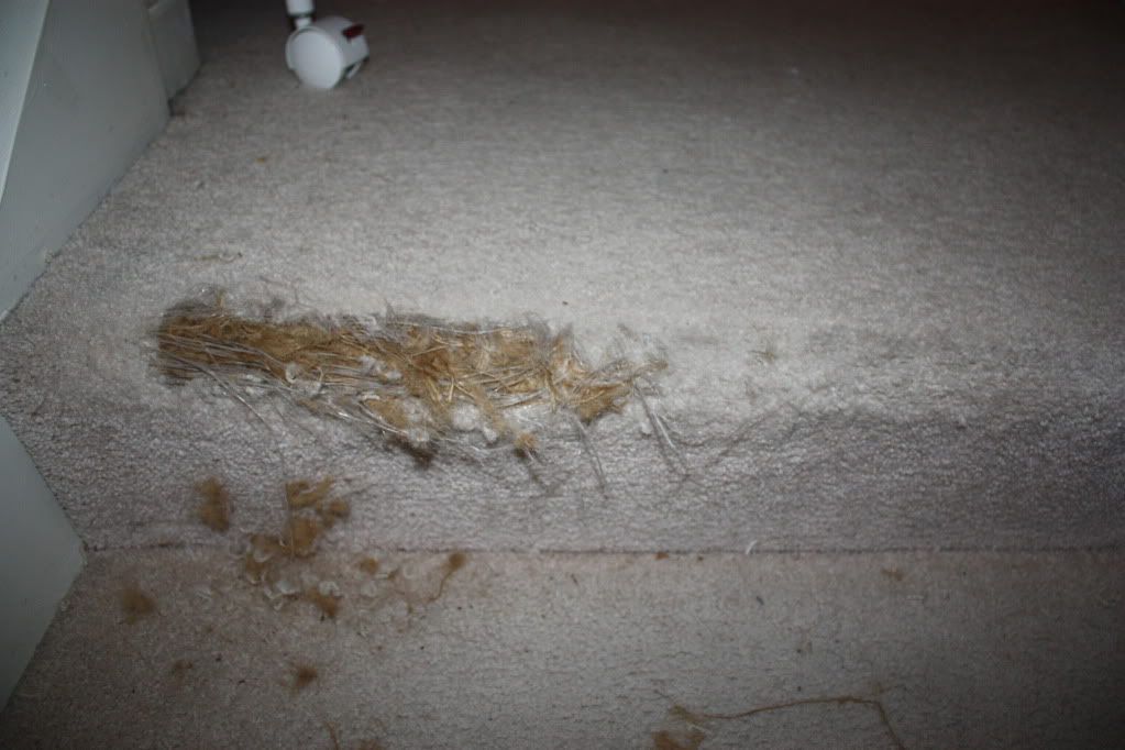 Cat has ripped carpet off stairs how to fix the stairs? OCAU Forums