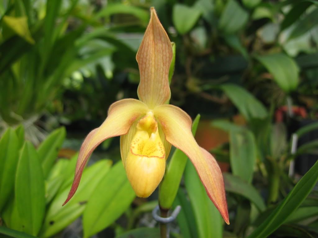 Phrag Franz Glanz | Slippertalk Orchid Forum