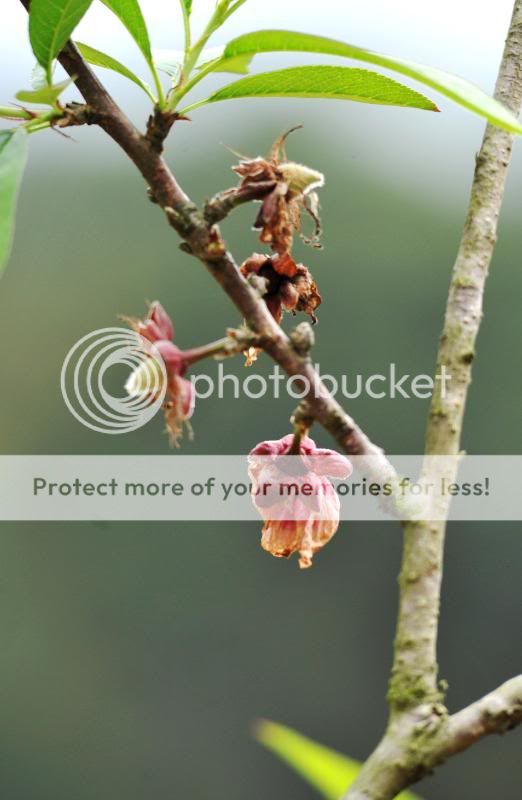 桃花谢了春红 - 作品发表 - hong kong minolta user group (hkmug)