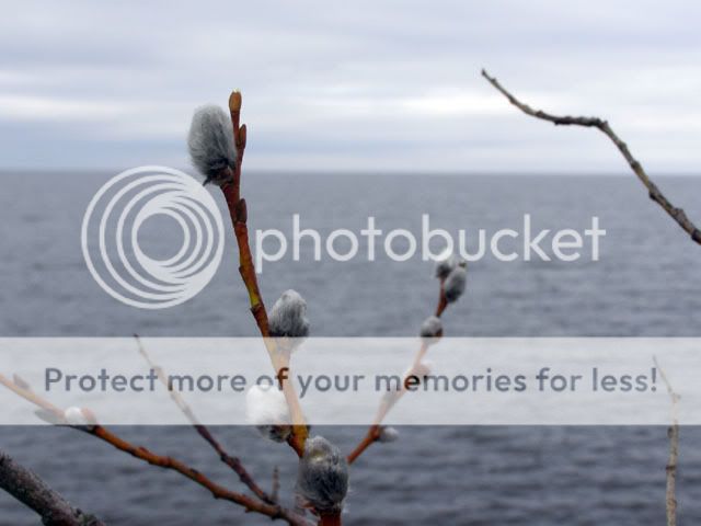 P4190083 Мол на ладоге как доехать