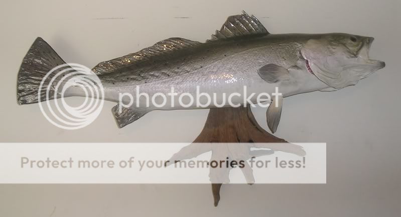 whats your personal best trout?